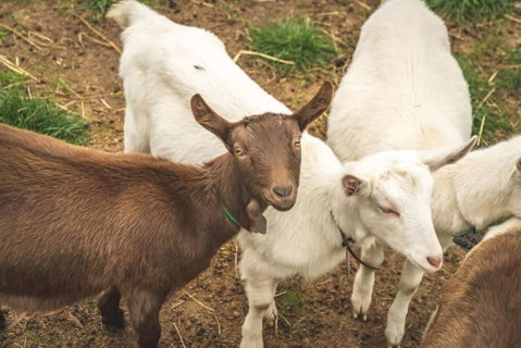 Altitude - A Tiny House Experience In A Goat Farm By Tiny Away - Accommodation BNB 2