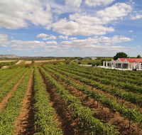 1837 Barossa Luxury Vineyard Cottages - Accommodation BNB