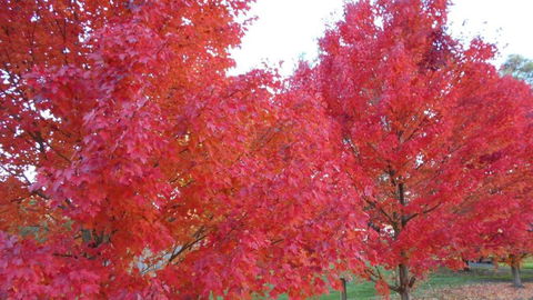 HEALESVILLE GETAWAY - Accommodation BNB 0
