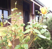 Albion Cottage - Accommodation BNB