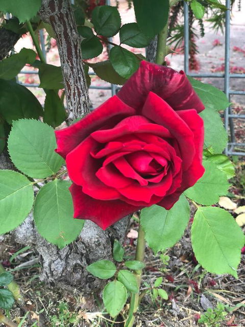 Alfa Motel - Accommodation BNB 2