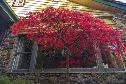 Arnica Views Summit Retreat - Accommodation BNB 3