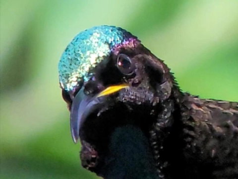 RIflebird Lodge - Accommodation BNB 0