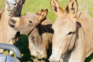 Sandalwood Downs Fabulous Farm Stay TOODYAY with Accommodation BNB