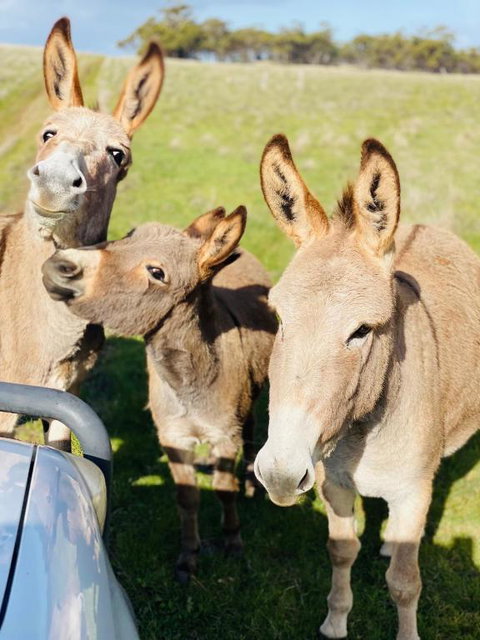 Sandalwood Downs Fabulous Farm Stay TOODYAY - Accommodation BNB 0