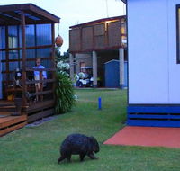 BIG4 Kelso Sands Holiday  Native Wildlife Park - Accommodation BNB