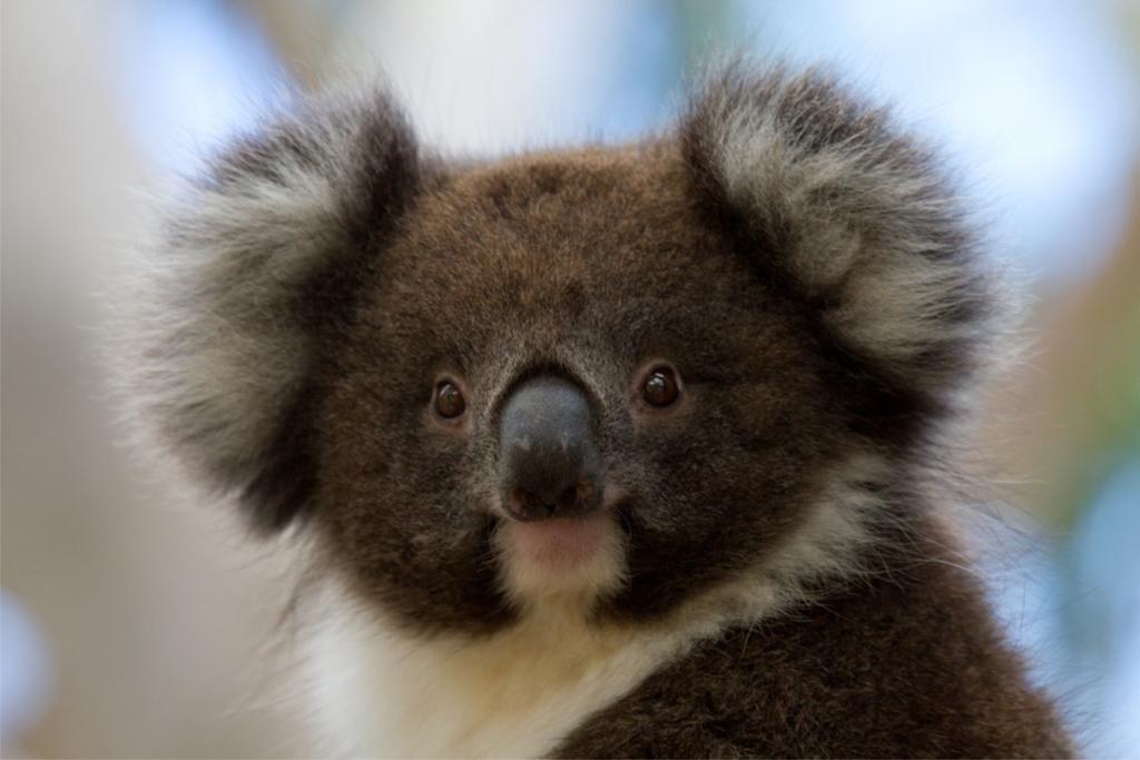 Cape Otway VIC Accommodation BNB