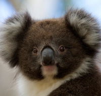 Bimbi Park - Camping Under Koalas - Accommodation BNB