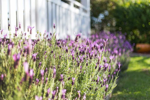 BIRCHES B&B - Accommodation BNB 3