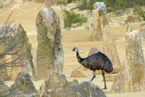 Private, Luxury Pinnacles Tour: Stargazing, Sand-boarding & Sightseeing - Accommodation BNB 5