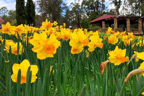 Spring Wildflower (Private) Day Tours - Accommodation BNB 1
