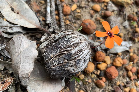 Spring Wildflower (Private) Day Tours - Accommodation BNB 5