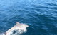Twilight Sail Bruny Island - thumb 5