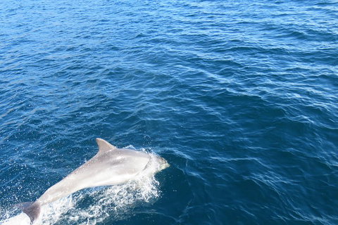 Twilight Sail Bruny Island - Accommodation BNB 5