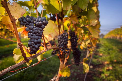 Half Day Tamar Valley Wine Tour - Accommodation BNB 1