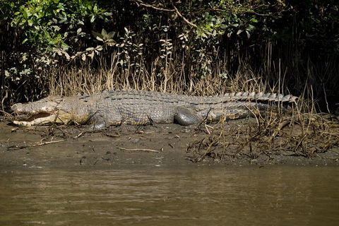 5-Day Best Of Cairns With Daintree, Kuranda, And Great Barrier Reef - Accommodation BNB 5