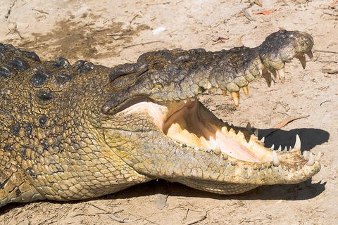 4-Day Cairns Ultimate Combo: Daintree Rainforest, Reef, Kuranda & Paronella Park - Accommodation BNB 0