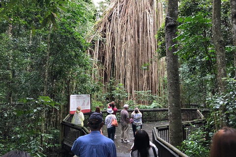 4-Day Cairns Ultimate Combo: Daintree Rainforest, Reef, Kuranda & Paronella Park - Accommodation BNB 5