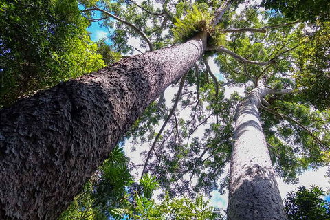Paronella Park And Millaa Millaa Falls Full-day Tour From Cairns - Accommodation BNB 1