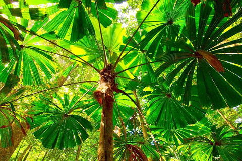 Private Daintree National Park Day Tour From Cairns Including Cape Tribulation And Mossman Gorge - Accommodation BNB 3