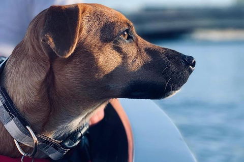 1.5-Hour Boat Rental In Melbourne - Accommodation BNB 0