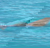 Snubfin Dolphin Eco Cruise from Broome - Accommodation BNB