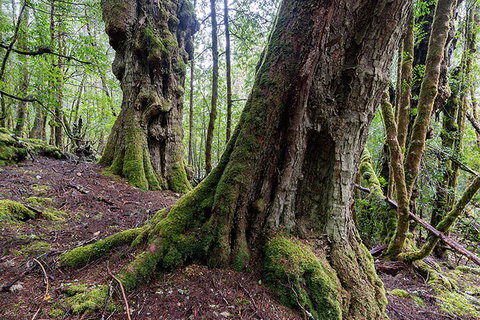 3-Day Cradle Mountain Photography Workshop - Accommodation BNB 1
