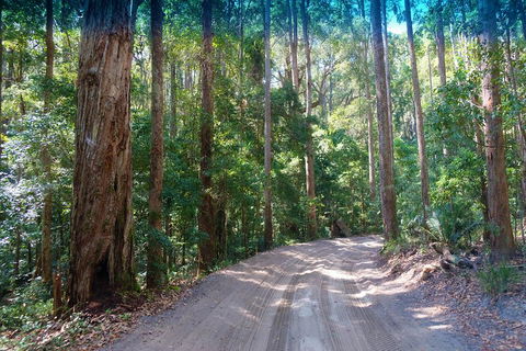 Fraser Island 4WD Tour From Rainbow Beach - Accommodation BNB 4