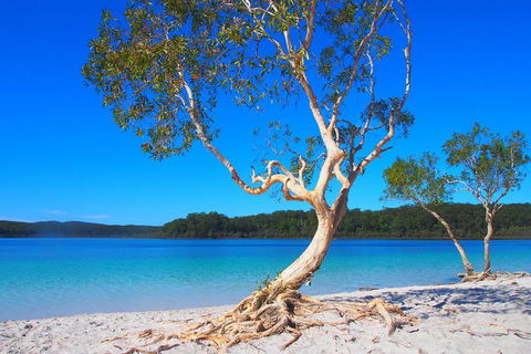 Fraser Island 4WD Tour From Rainbow Beach - Accommodation BNB 5