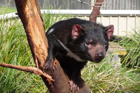 Tasmania 6 Day 'Tour In Circle' - Accommodation BNB 1