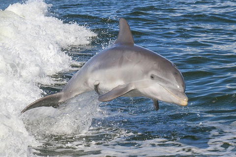 Noosa Oceanrider Scenic Dolphin Safari - Accommodation BNB 0