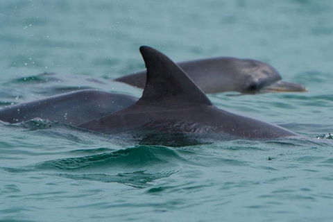 Noosa Oceanrider Scenic Dolphin Safari - Accommodation BNB 1
