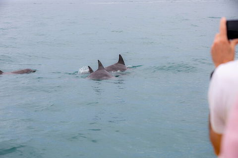Noosa Oceanrider Scenic Dolphin Safari - Accommodation BNB 2