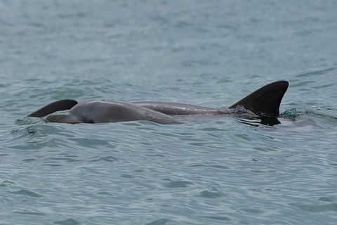 Noosa Oceanrider Scenic Dolphin Safari - Accommodation BNB 3