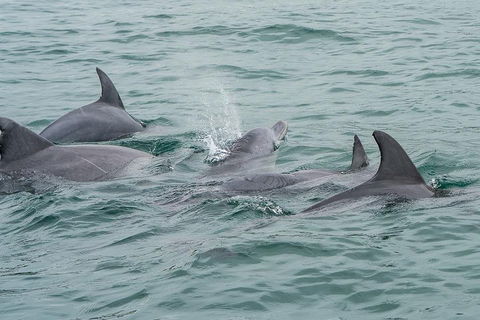 Noosa Oceanrider Scenic Dolphin Safari - Accommodation BNB 5