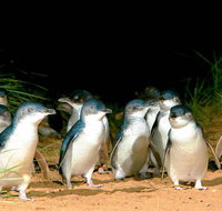Phillip Island Penguins Private Tour