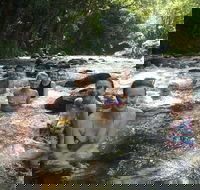 Daintree Rainforest Cape Tribulation Mossman Gorge Small-Group Day Tour - Accommodation BNB