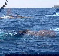 Noosa Whale Watching - Accommodation BNB
