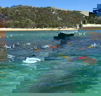 All Inclusive Dolphin and Tangalooma Wrecks Cruise - Accommodation BNB