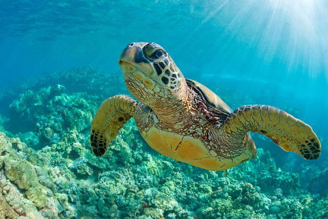 All Inclusive Tangalooma Wrecks Cruise Tour From Gold Coast - Accommodation BNB 4