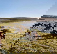 Kangaroo Island Personal Group Tours - Accommodation BNB