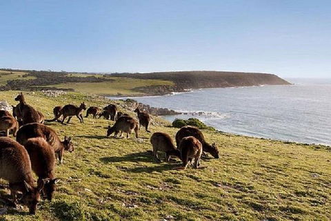 Kangaroo Island Personal Group Tours - Accommodation BNB 0