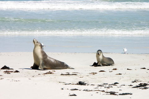 Kangaroo Island Personal Group Tours - Accommodation BNB 3