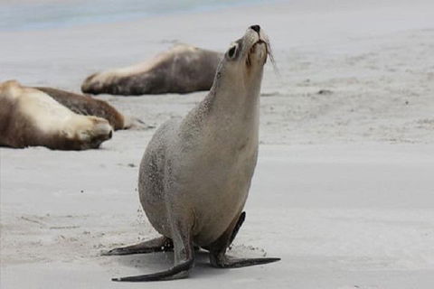 Kangaroo Island Personal Group Tours - Accommodation BNB 4