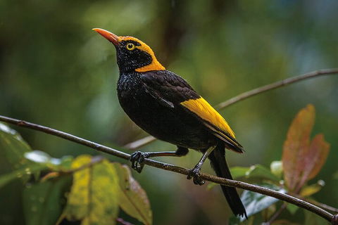 O'Reilly's & Lamington National Park From Gold Coast - Accommodation BNB 1