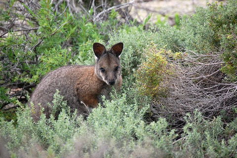 Pink Lake + Abrolhos Islands Nature Tour - Accommodation BNB 1