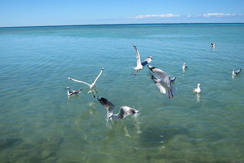 Pink Lake + Abrolhos Islands Nature Tour - Accommodation BNB 5