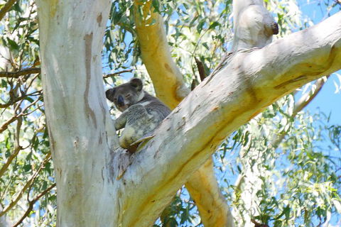 Best Of Moreton Bay Cruise - Accommodation BNB 2