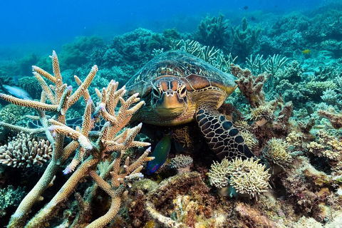 Great Barrier Reef Day Cruise From Cairns Including Snorkeling And Marine Biologist Presentation - Accommodation BNB 4