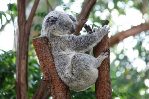 Small-Group Blue Mountains Tour With A Local Guide - Accommodation BNB 2